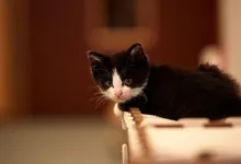 cats animals Art HD Wallpaper
